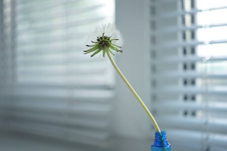 Fluffy dandelion flower in a small vase on the windowsill, jalousie in blurred background.の写真素材