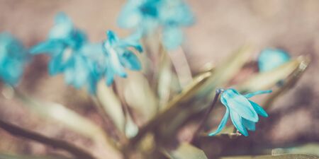 Bluebell flower. The first spring flowers grows in the garden.の写真素材