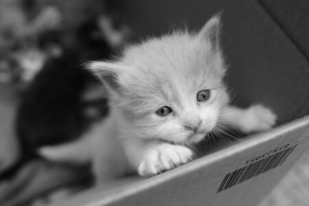 portrait of a cute fluffy kitten in a barcode boxの写真素材
