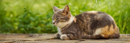 Lovely ash kitty portrait in the garden, background green grassの写真素材