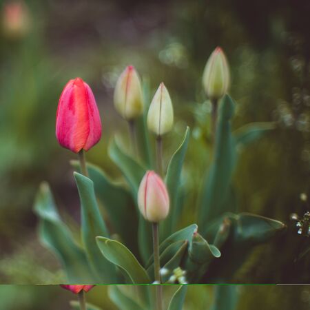 Pink and green tulips growing in a spring garden.の写真素材