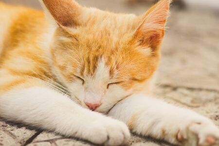 Ginger white cat sleep outdoors on the stone floor.