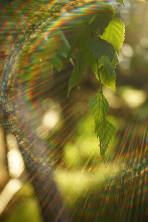 green birch leaves on branches in the garden with sun rays spectrum.