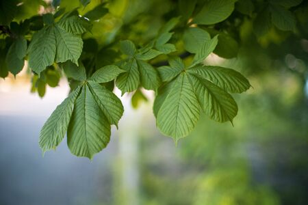 Chestnut tree branch with lush green leaves