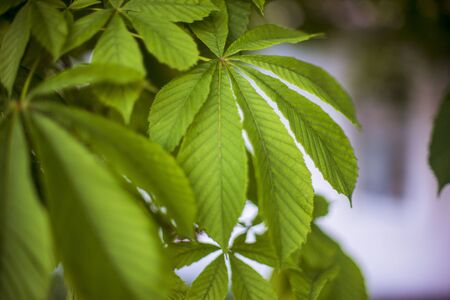 Chestnut tree branch with lush green leavesの写真素材