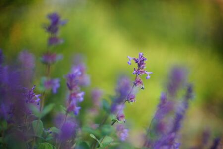 Violet wild flowers growing in a green spring field.の写真素材