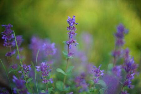 Purple flowers grow in a green spring field, soft selective focusの写真素材