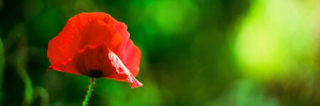 Red poppy flower growing in a magic green gardenの写真素材