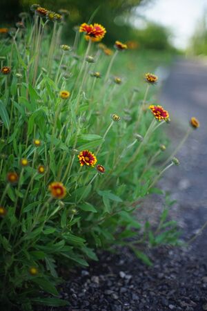 Orange red rudbeckia flowers grow in summer day near road.の写真素材