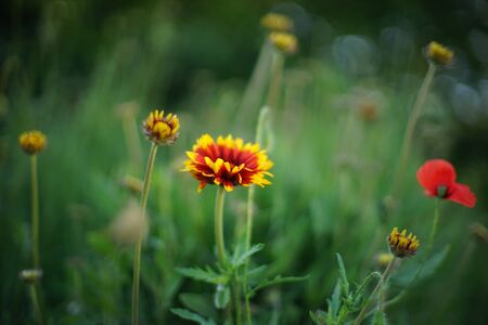 Orange rudbeckia flowers grow in summer park.の写真素材