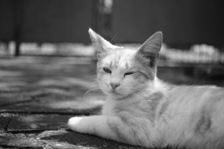 Sad cat rest in courtyard on the stone floor. Bw photoの写真素材