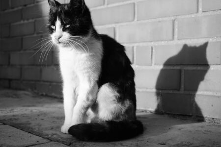 Cat sitting in sunny outdoor near brick wall. Close-up pet portrait. Bw photoの写真素材