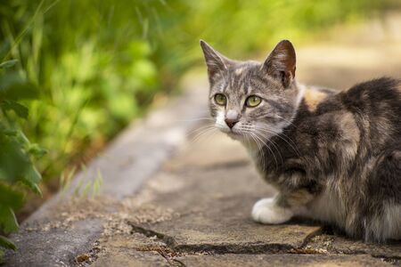 Lovely young ash cat portrait in the garden near green grass