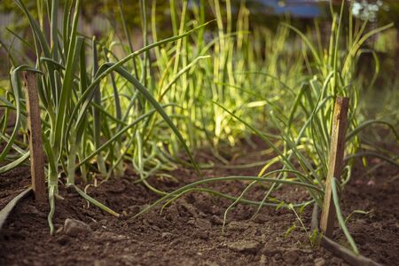 Green leek grows grows in the garden ground.の写真素材