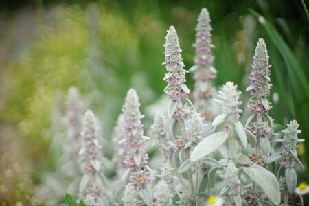 Stachys byzantina 'Silver Carpet' Lamb's Ears flowers.の写真素材