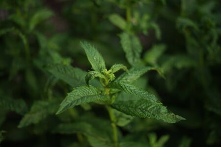 mint bush grows in the garden, leaf close-up.の写真素材