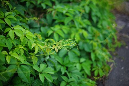 Fresh green leaves of wild grapes grow in the gardenの写真素材