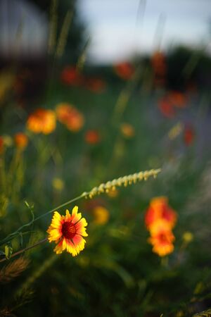 Yellow orange flowers gaillardia grow in summer evening, closeup open vivid budsの写真素材