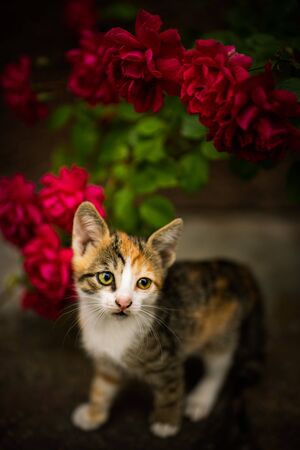 Lovely tricolor kitten among red roses in the garden.の写真素材