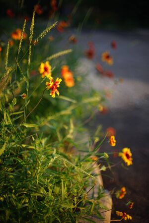 Yellow orange flowers gaillardia grow in summer evening by the road.の写真素材
