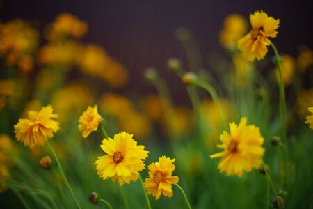 Coreopsis yellow flowers grow in the evening garden, art bokeh.の写真素材