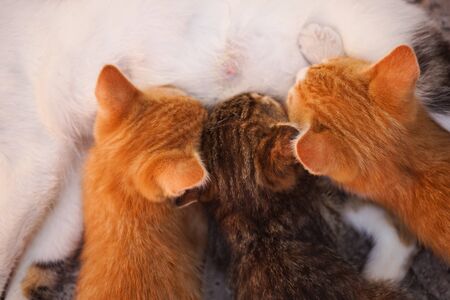 white cat feeds kittens milk, top view, heads close-up.の写真素材