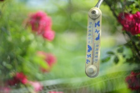 thermometer near pink roses in the summer garden.