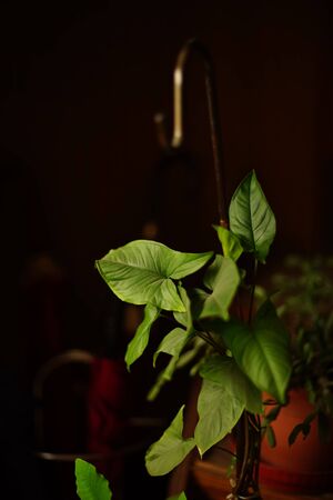 Indoor plant Anthurium in a dark room.の写真素材