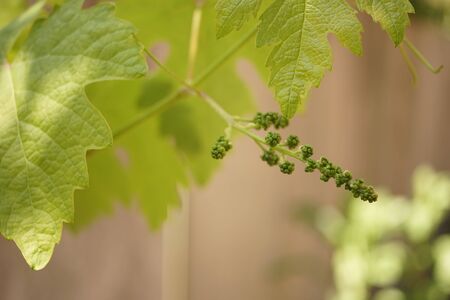 Young vine growing on a branch in the gardenの写真素材