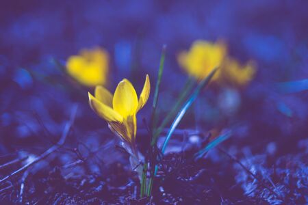 Yellow crocus flower grow in dark midnight gardenの写真素材