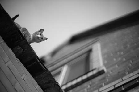 Cat walk on the roof. BW photo.の写真素材