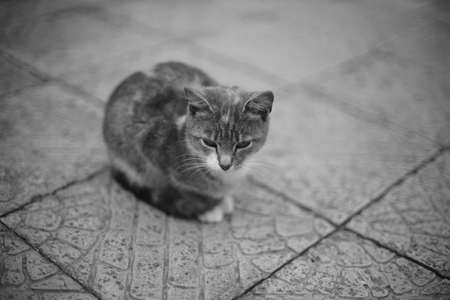 Cute cat resting on the tiled floor outdoors. BW photoの写真素材