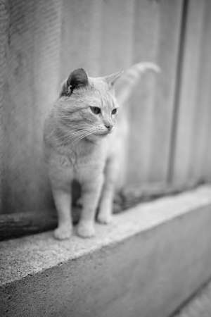 Cute cat on the slate fence in rural yardの写真素材
