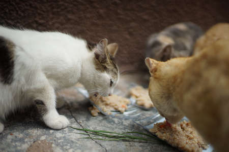 cats eat porridge from plastic bowlsの写真素材
