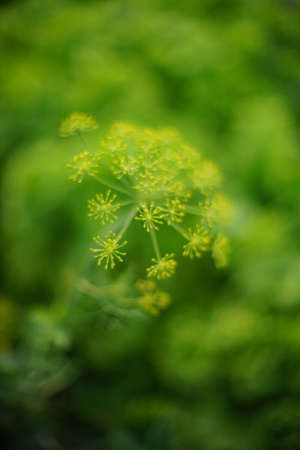 Flowering dill grow in the garden. Selective soft focus.の写真素材
