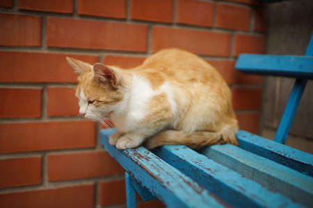 Ginger cat sitting on a blue wooden bench near a red brick wallの写真素材