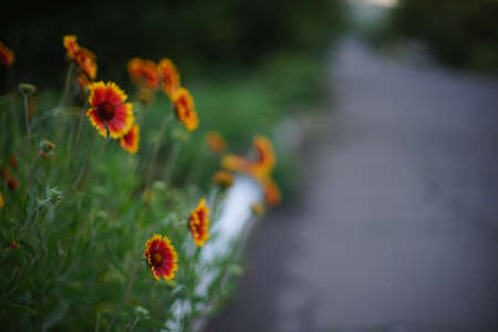 Yellow orange flowers gaillardia grow near rural house in eveningの写真素材