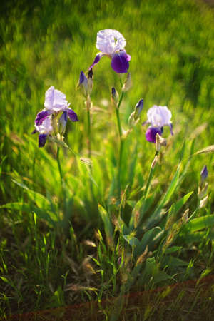 Purple iris flower grow in green sunny garden. Side view