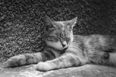Cute cat resting near house wall outdoors. BW photo.