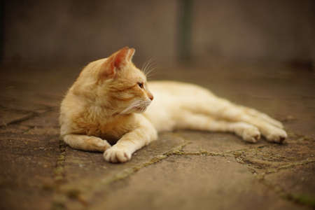 ginger cat rest on the summer street, side view, selective focusの写真素材