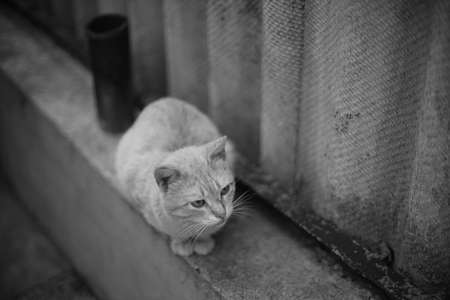 Cute cat sitting on the old rural fence.の写真素材