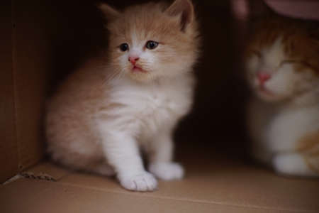 Fluffy beige kitten sitting in a cardboard box with a sleeping red catの写真素材