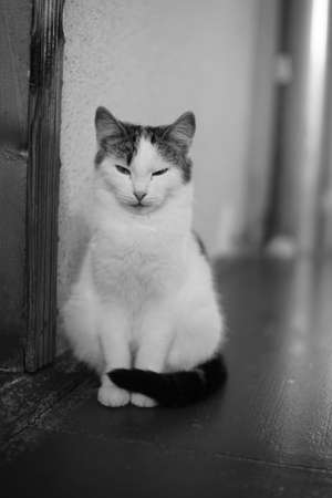 White spotted kitty sitting on the floor indoors. BW photoの写真素材