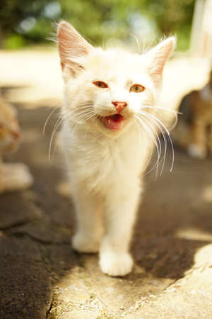 meowing beige fluffy kitten portrait in summer garden, funny domestic animalsの写真素材