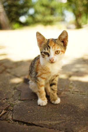Cute tricolor kitten sitting in a sunny summer yard.