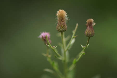 Medicinal plant burdock with flowers in bloom.の写真素材