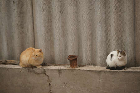two cats sitting on the old slate fence in summerの写真素材