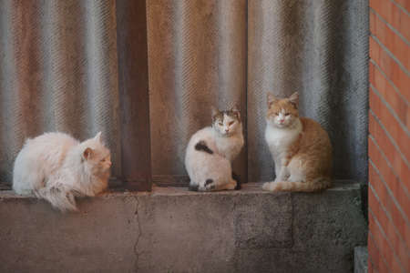 fluffy cats of different coat colors sit on a concrete block of a fenceの写真素材