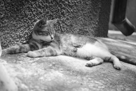 Lovely kitty resting near house wall outdoors. BW photo.の写真素材