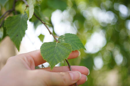 Young female hand touch green leaves of birch on branches in the garden.の写真素材